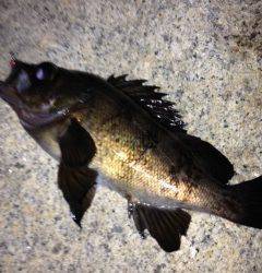 せんなん里海公園、フロートリグで良型メバル