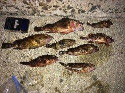 佐野漁港メバリングでガシラ・ソイ〜当たりが多く楽しめました(=ﾟωﾟ)ﾉ