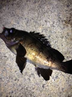 せんなん里海公園、フロートリグで良型メバル…