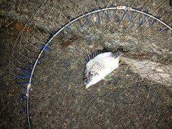 大阪南港周辺チニング〜キビレ・タケノコメバルの釣果