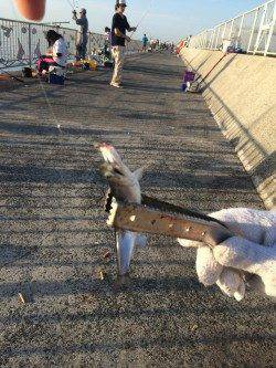 貝塚でサビキ釣り〜カタクチイワシを100匹ほど