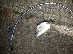 大阪南港周辺チニング〜キビレ・タケノコメバ…