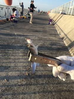 貝塚でサビキ釣り〜カタクチイワシを100匹…