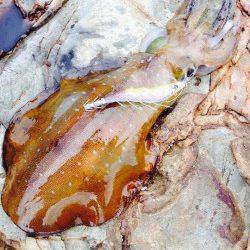 南紀地磯にて日中～夕まずめエギング、1.2〜2.2kg3バイ！！