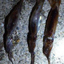 南芦屋浜でスルメイカ☆夜のライトエギング釣行