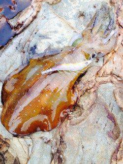 南紀地磯にて日中～夕まずめエギング、1.2〜2.2kg3バイ！！