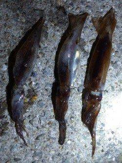 南芦屋浜でスルメイカ☆夜のライトエギング釣行