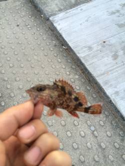 神戸空港メバリング〜ボトムワインドでガシラ…