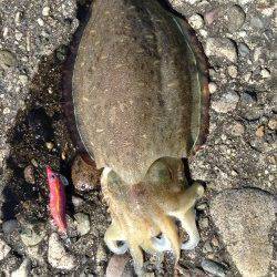 鎧漁港のアオリは釣果なく移動、香住東港でコウイカ1kgをキャッチ