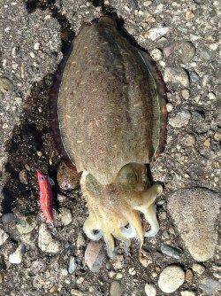 鎧漁港のアオリは釣果なく移動、香住東港でコウイカ1kgをキャッチ