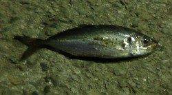 夜は福良港周辺でアジング、翌日沼島のデイゲームでガシラ