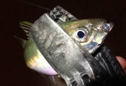 岬町をアジングでランガン、1g未満のJHで…