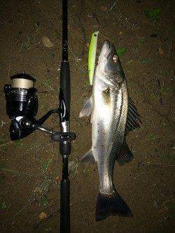 いい濁りの入った円山川ですがシーバスからの反応渋く1本ゲット