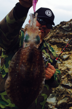 南紀地磯にて日中～夕まずめエギング、1.2〜2.2kg3バイ！！