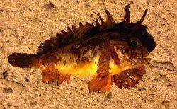 岬町をアジングでランガン、1g未満のJHでヒットカラーはケイムラ系