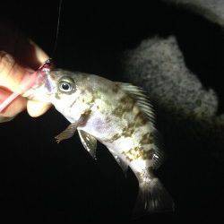 樽井漁港メバル調査〜かなりの引きで上がってきたのはタチウオ・・・