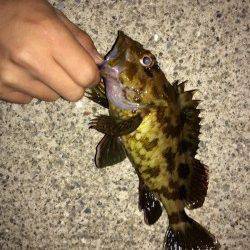 谷川漁港でメバリング・ガシリング釣果です