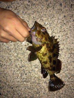 谷川漁港でメバリング・ガシリング釣果です