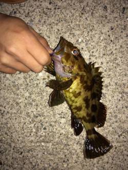 谷川漁港でメバリング・ガシリング釣果です