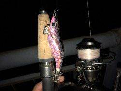 南芦屋浜でスルメイカ☆夜のライトエギング釣行