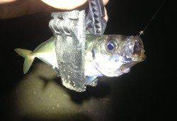 大阪港内アジングでランガン、アジの居場所分かればポツポツ釣れました