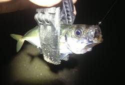 大阪港内アジングでランガン、アジの居場所分…