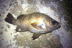 大阪港内アジングでランガン、アジの居場所分かればポツポツ釣れました