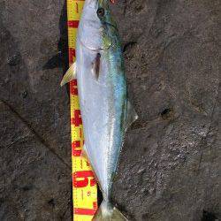 水面下をスローリトリーブでヒット☆村島磯ルアーでブリの釣果