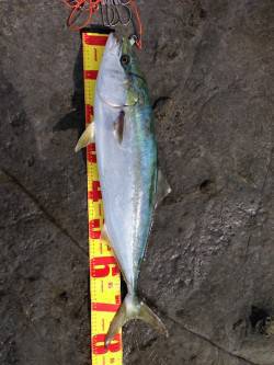 水面下をスローリトリーブでヒット☆村島磯ル…