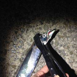 樽井漁港メバル調査〜かなりの引きで上がってきたのはタチウオ・・・