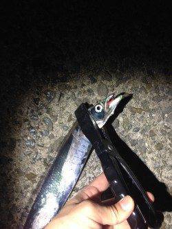 樽井漁港メバル調査〜かなりの引きで上がってきたのはタチウオ・・・