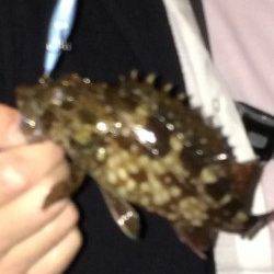 谷川漁港でメバリング・ガシリング釣果です