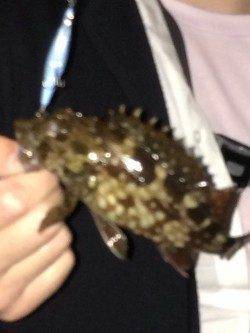 谷川漁港でメバリング・ガシリング釣果です