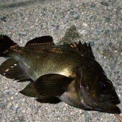 長田港外海メバリングでガシラ&メバルの釣果