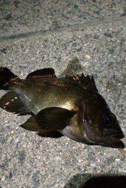 長田港外海メバリングでガシラ&メバルの釣果