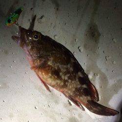 長田港外海メバリングでガシラ&メバルの釣果