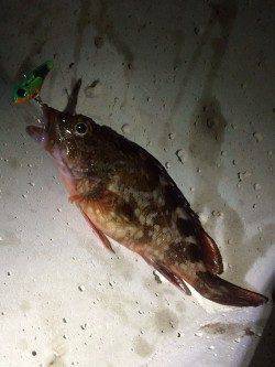 長田港外海メバリングでガシラ&メバルの釣果