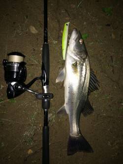 いい濁りの入った円山川ですがシーバスからの…