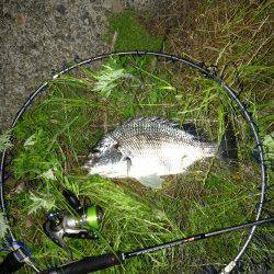 大阪南港チニング〜ライトテキサスで狙い通りに良型キビレ