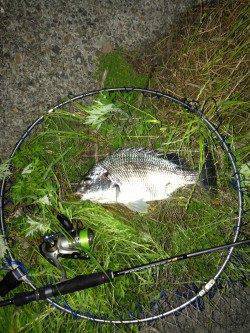 大阪南港チニング〜ライトテキサスで狙い通りに良型キビレ