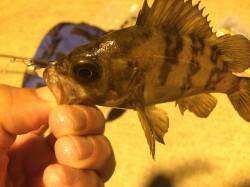 ポートアイランド北公園でメバリング〜底でガ…