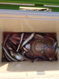 マリーナシティ海釣り公園 イワシ釣れました…