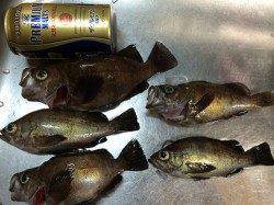 的形　メバリング釣行はレンジ深めでアタリ