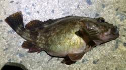 野田　爆風覚悟のルアーゲームでガシラがヒッ…