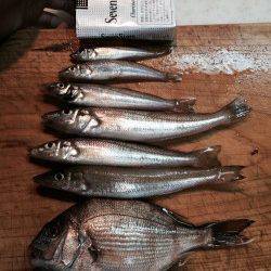 伊根　デカキス狙いの釣行もアタリは小さめ