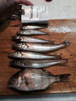 伊根　デカキス狙いの釣行もアタリは小さめ