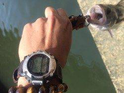 石津川河川で当たり連発、デーゲーム最高！！！