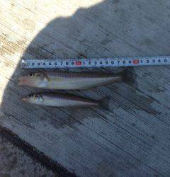 神戸空港での投げ釣り＆探り釣りの釣果