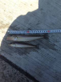 神戸空港での投げ釣り＆探り釣りの釣果