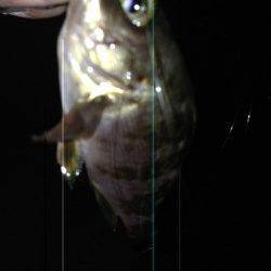 須磨　メバリング釣行で良型ガシラ☆